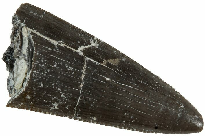 Serrated, Triassic Reptile (Postosuchus?) Tooth - Arizona #231159
